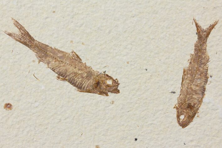 Two Detailed Fossil Fish (Knightia) - Wyoming #116764